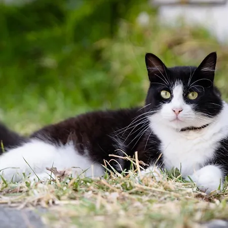 Cinque Pini Casamicciola Terme