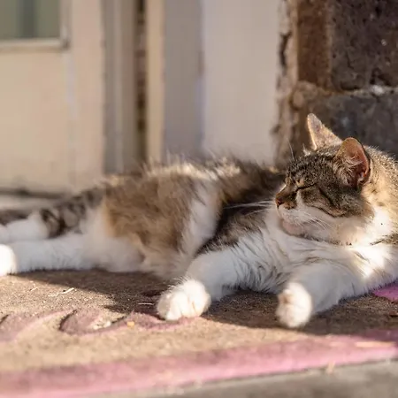 Cinque Pini Casamicciola Terme