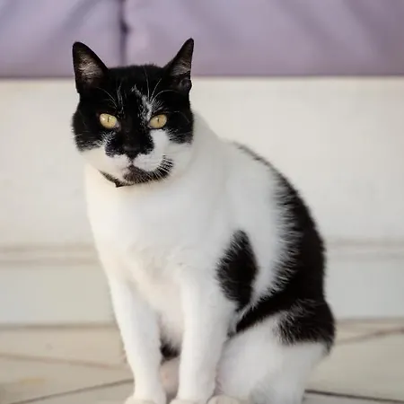 Cinque Pini كازاميتْشيولا تيرمي