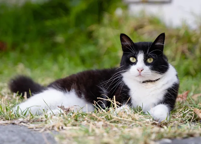 Cinque Pini Казамиччола-Терме