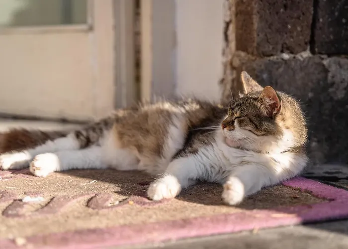 Cinque Pini 카사밋쵸라테르메