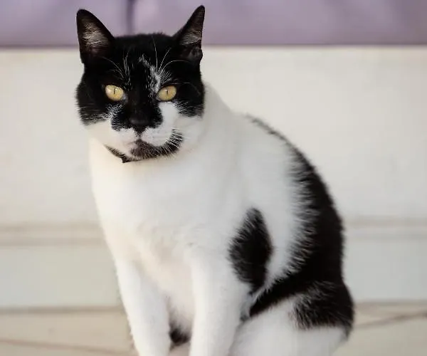 Cinque Pini Казамиччола-Терме